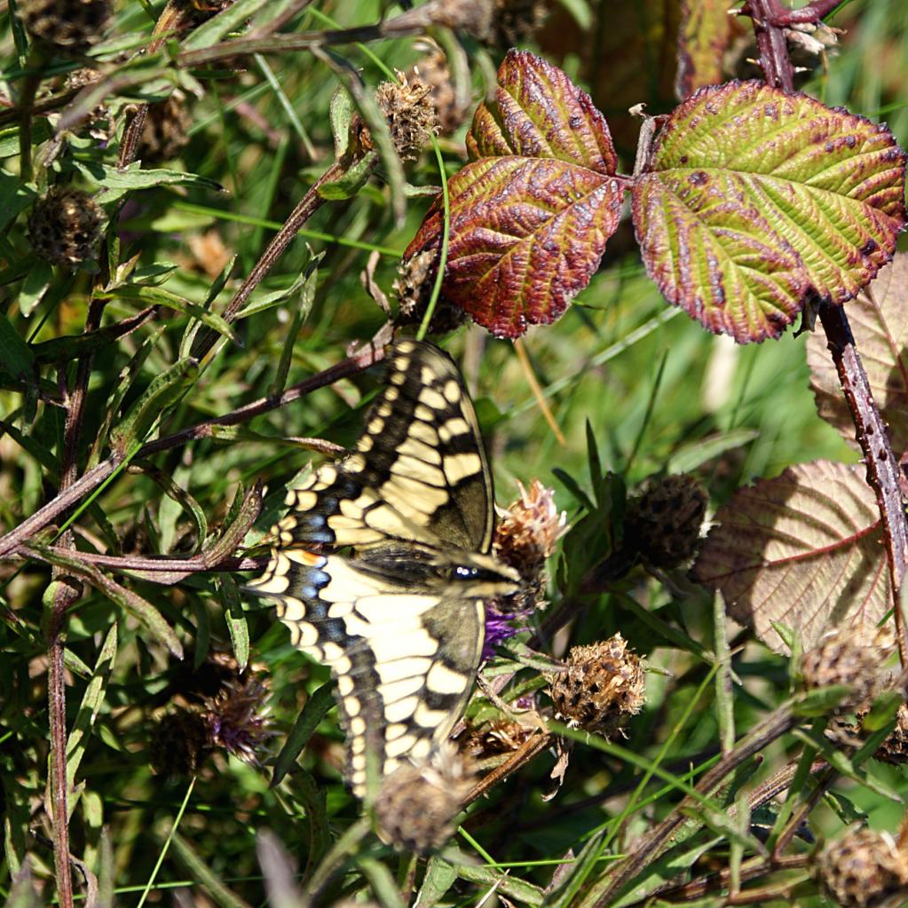 Papillon