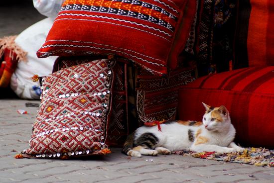 Chat marocain