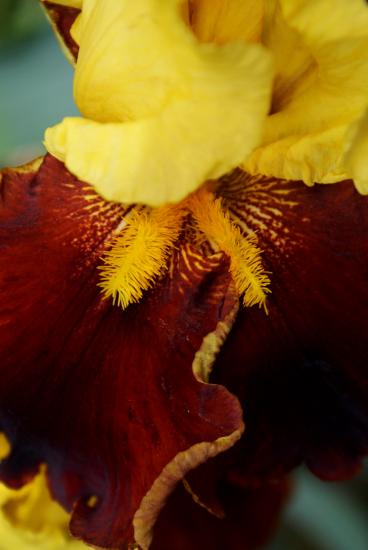 Iris jaune et marron