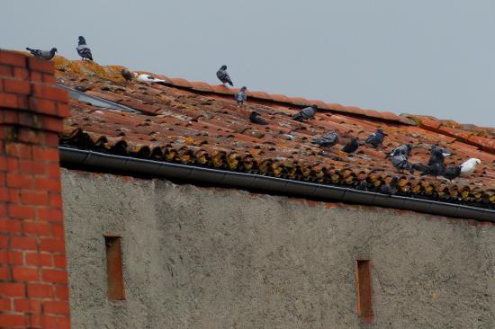 Pigeons perchés sur les toits